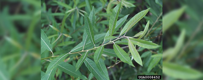 Willow 
Salix spp.
<i>Photo credit:USDA</i>